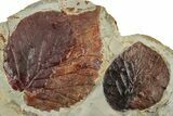 Plate with Two Fossil Leaves (Davidia) - Montana #262777-1